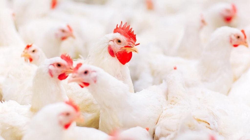animal welfare