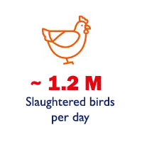 birds