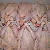 halal frozen whole chicken
